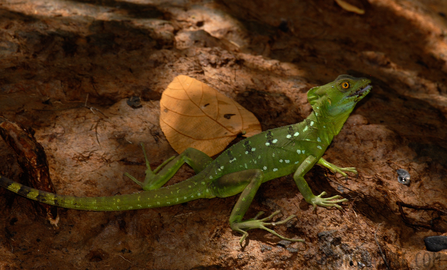 Basiliscus plumifrons [400 mm, 1/60 Sek. bei f / 11, ISO 200]